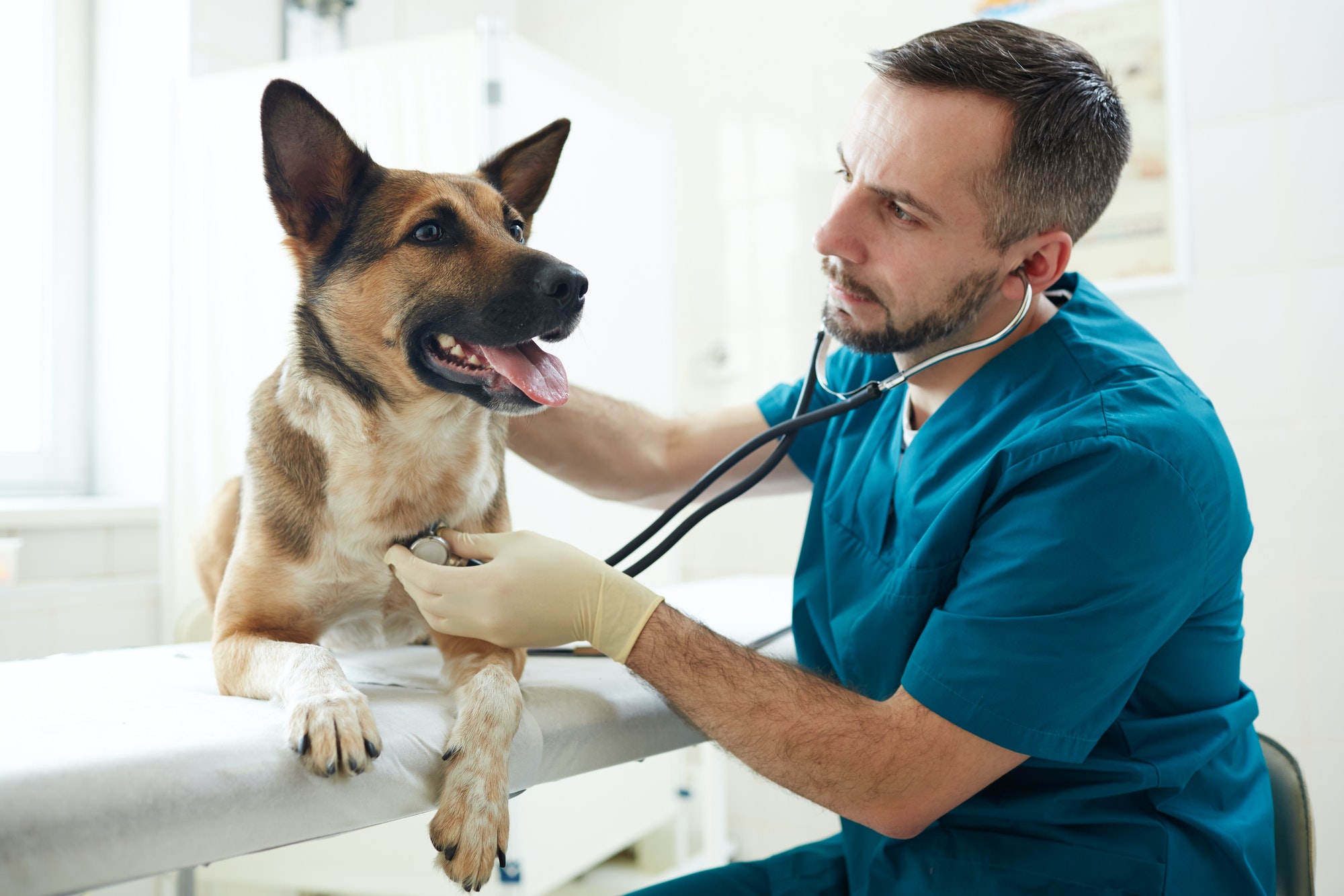dog-in-vet-clinics.jpg